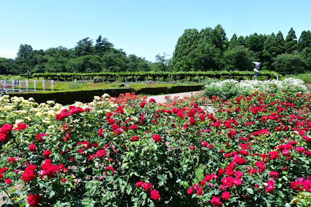 Rose Garden