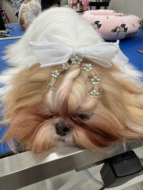 D'Pets - Pet Grooming