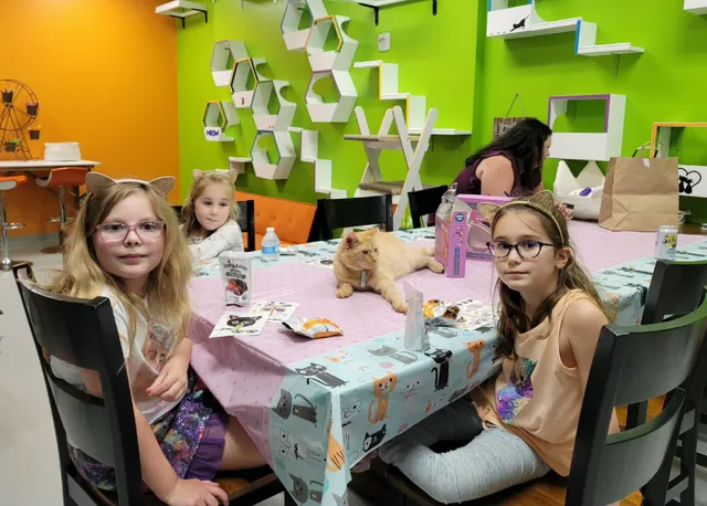 Patriot Pawsabilities Cat Lounge