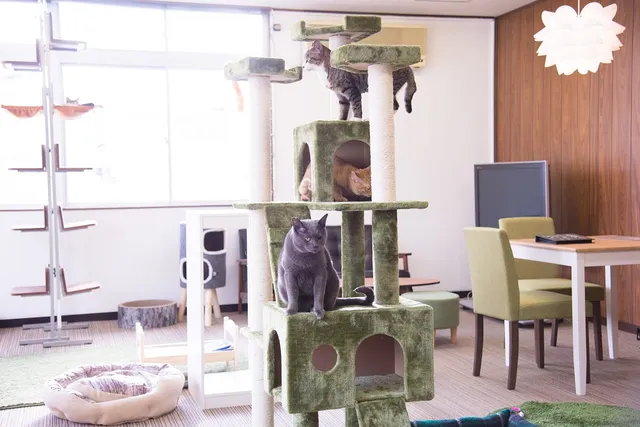 Rescued Cat Cafe Hemingway