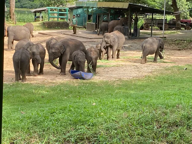 Elephant Orphanage