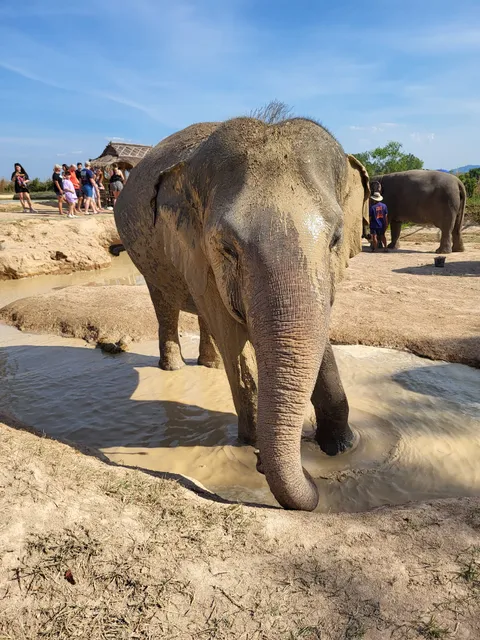 Office Elephant Jungle Sanctuary Pattaya