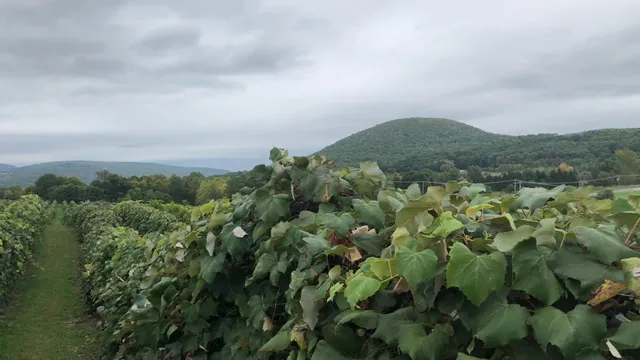 Jerome's U-Pick Fruit Farm