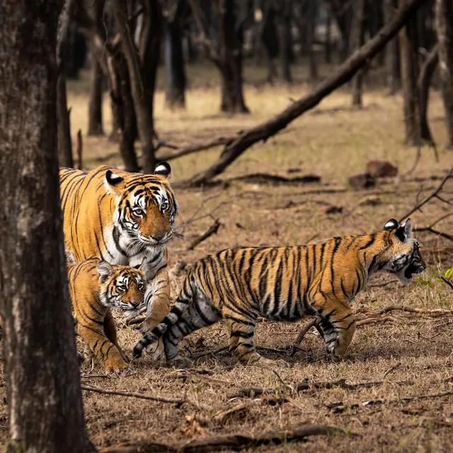 Ranthambore Safari | Ranthambore Jungle Safari