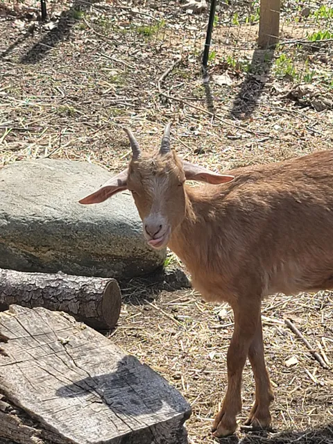 Marra’s Menagerie Farm Sanctuary - by appointment only view website