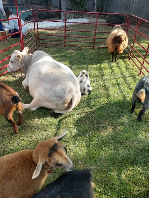 Funny Farm Petting Zoo