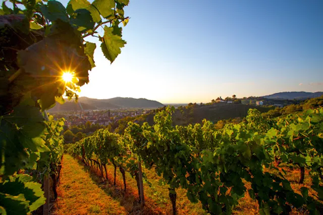 Weinmanufaktur Gengenbach-Offenburg eG