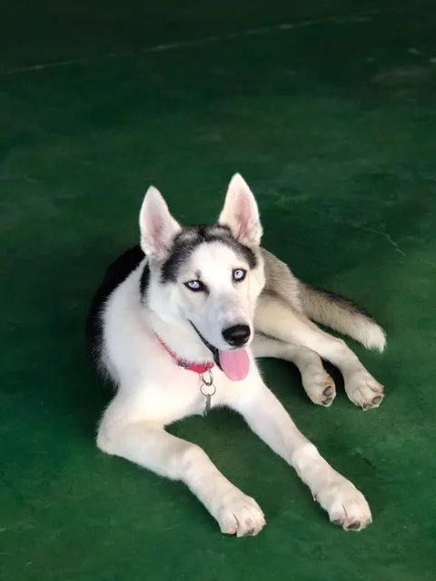 Barking Lodge Pet Resorts