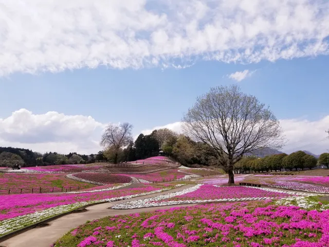 Misato Moss Phlox Park