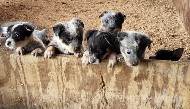 Roe-Burke Veterinary Services