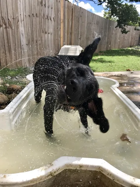 Cutie Petooties Pet Grooming, Boarding & Daycare