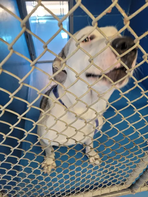 Bakersfield Animal Control