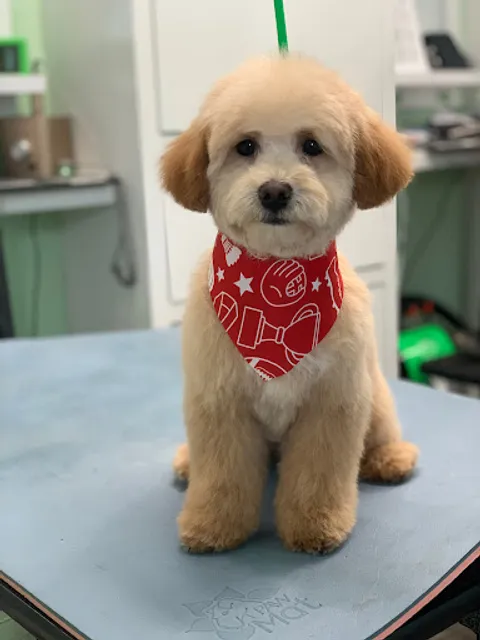 Classy Canine's Wiggle Rumps