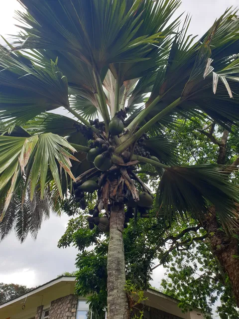 Victoria Botanical Gardens