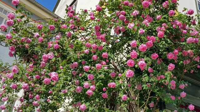 Herzogs Ferienwohnungen