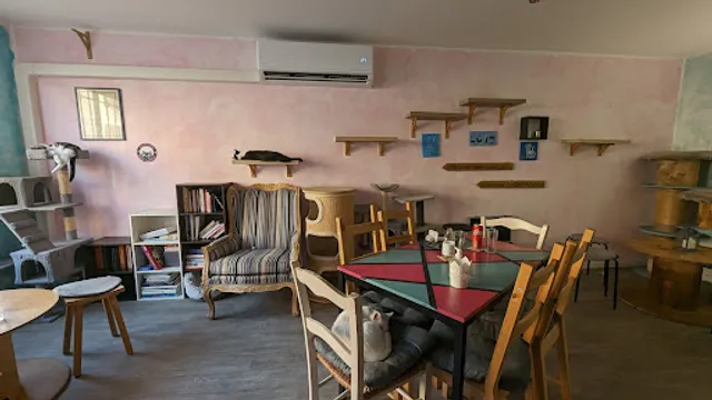 L'instant chat - Cat café