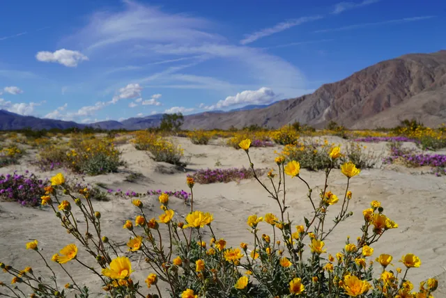 Anza-Borrego Wildflower Fields