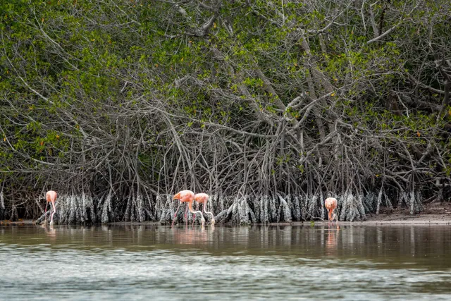 Reserva de la Biosfera Ría Lagartos
