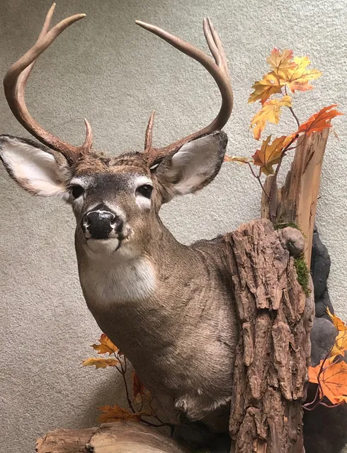 Taxidermy/Art David H. Bollman Southpaw Studio