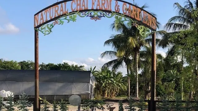 Natural Chai Farm