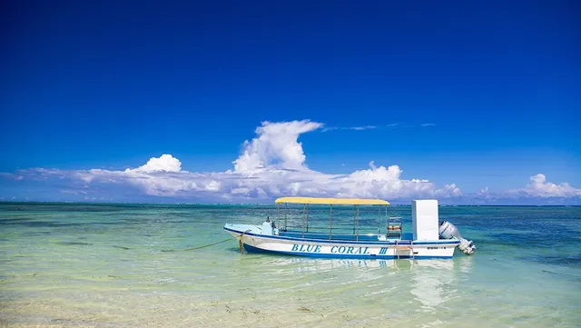 ブルーコーラル