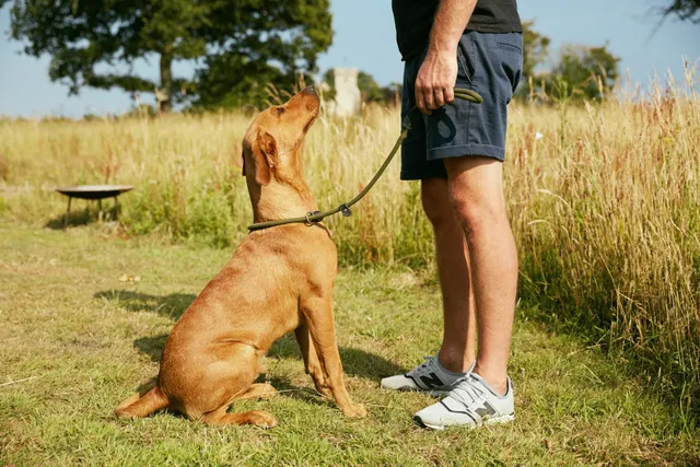 Paw Paddock - Portsdown Hill