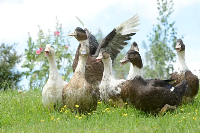 Family PERES - Farm Patte d'Oie