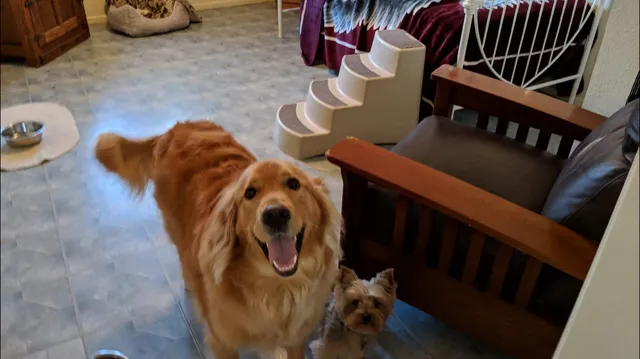 Renaissance Pet Resort & Spa