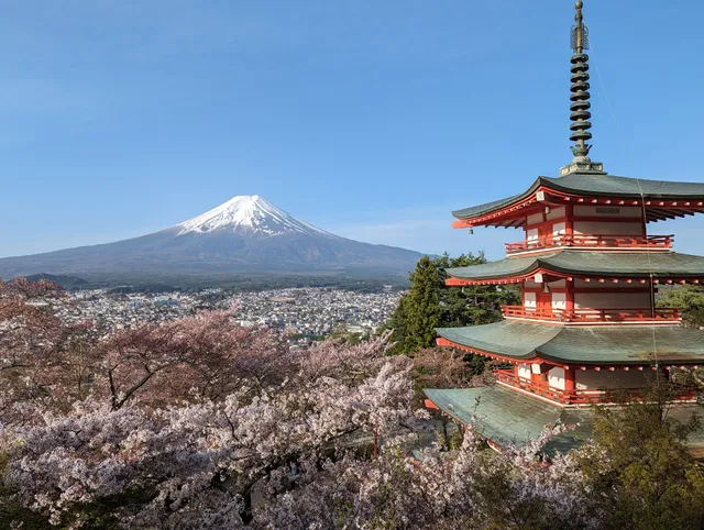 Arakura Mountain Declaration Park Cherry Blossoms Festival