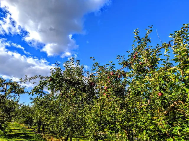 Fraisiere Du Verger Pierre