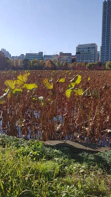 Shinobazuno Pond