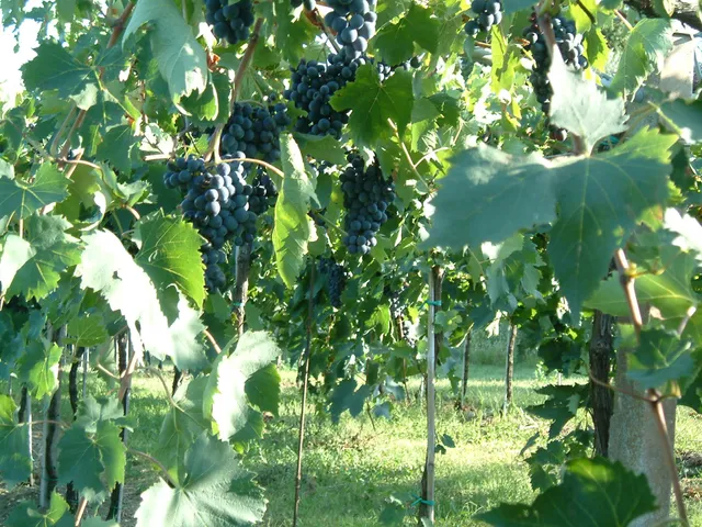 Azienda Agricola Monte Oliveto
