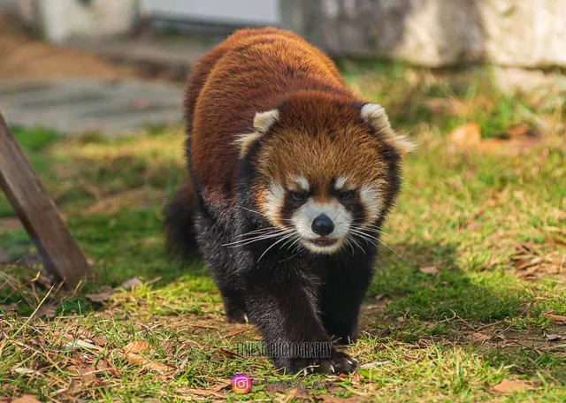 Red Panda House