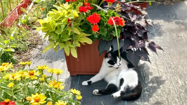 Graceland Farm Market