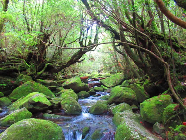 Kokemusu Forest