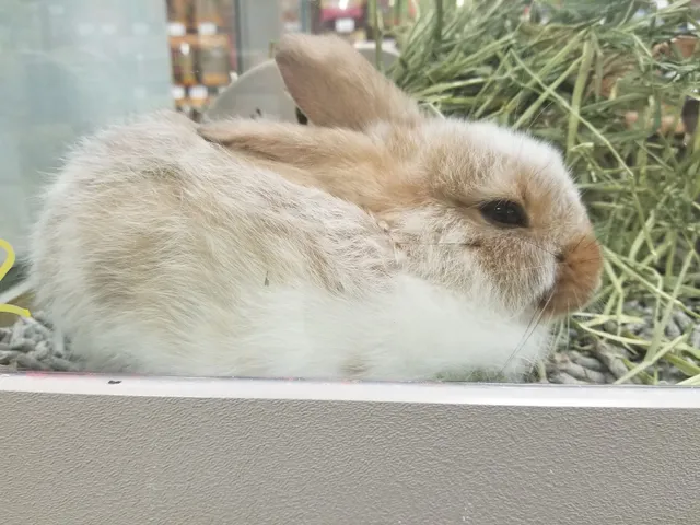 Centre d'animaux Nature (Ste-Dorothée)