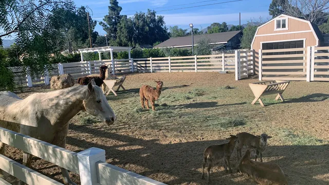 AGA Ranch Chickens, Pigeons, Quails for Sale