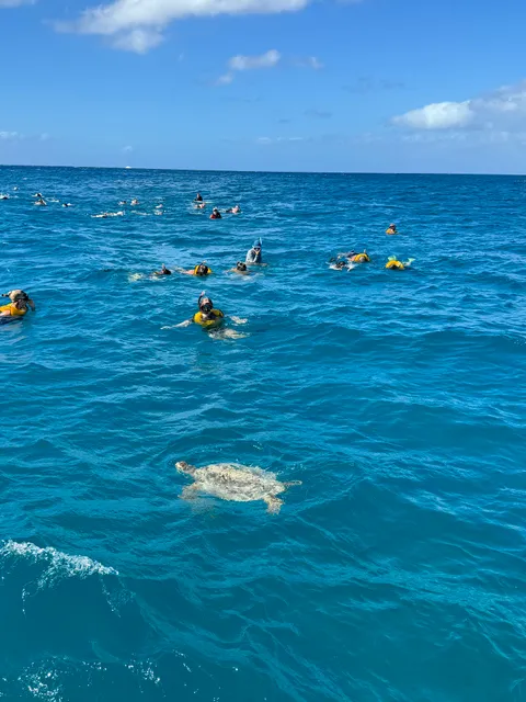 Oceanstar Turtle Snorkeling