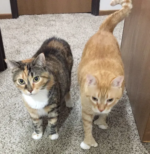 Cats Cradle Shelter Inc