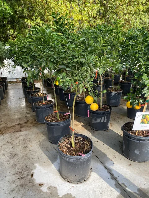 Tampa Tropical Asian Nursery
