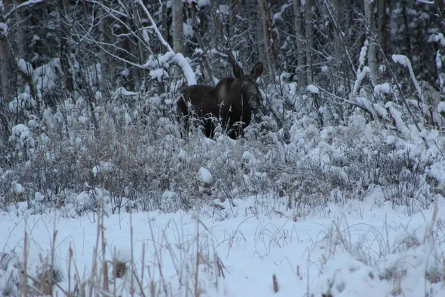 Connors Bog Dog Park