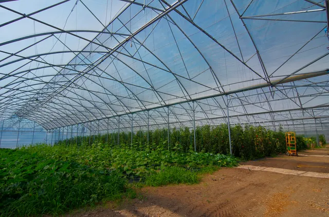 L'îlot de la Meinau