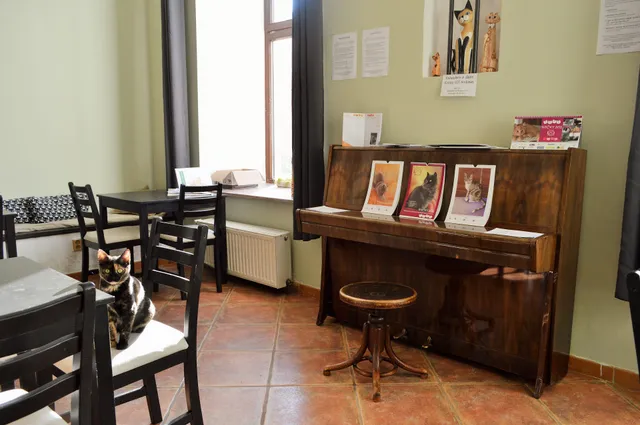 Kočkafé Schrödinger