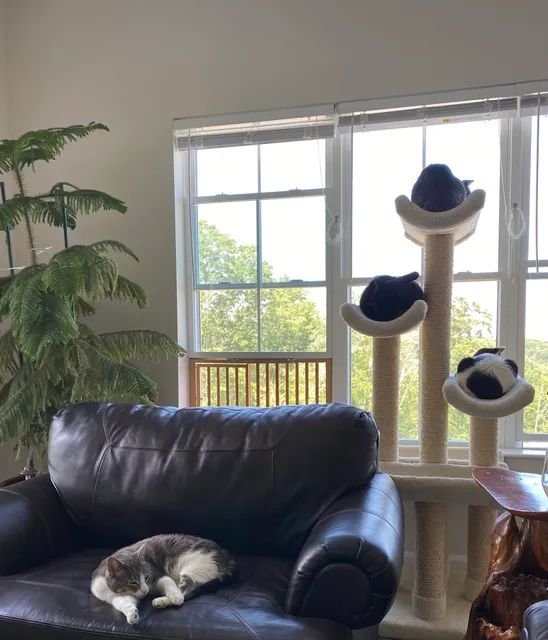 Arubacat Cat Furniture