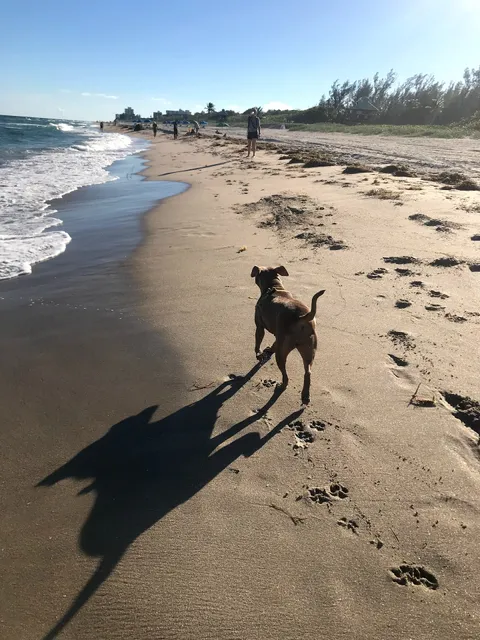 Weekend Dog Beach