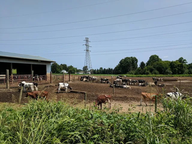 Dale Koehler & Sons Farm