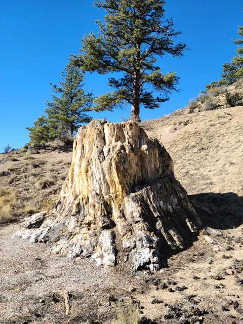 Big Stump
