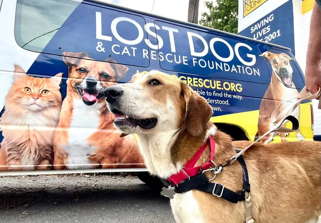 Lost Dog & Cat Rescue Foundation