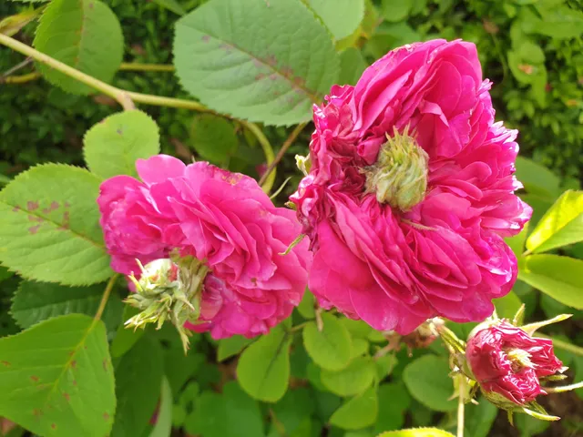 Trinity Farm Heritage Rose Garden, Nursery, Wedding Venue