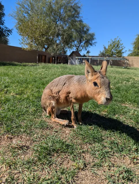 Creature Kingdom - Exotic Mobile Petting Zoo